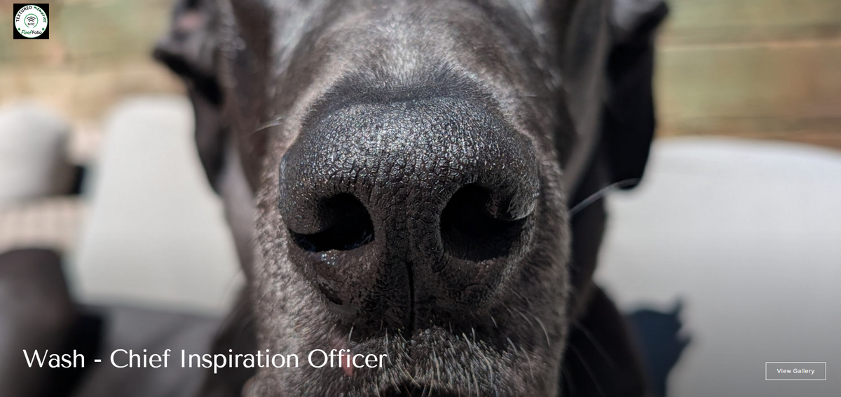 A close-up photograph of a dark gray Great Dane dog's nose and snout, with a blurred outdoor background. Text at the bottom reads 'Wash - Chief Inspiration Officer'.